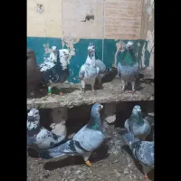 ۲۴عدد سوسکی درجه یک نر وماده|پرنده|رشتخوار, |دیوار