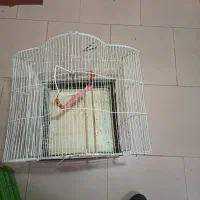 قفس معاوضه با پرنده