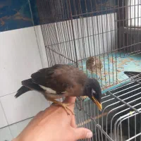جوجه مرغ مینا