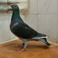 پلاکی چاپی مسافتی ماده