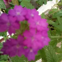 گل تزئینی|گل و گیاه طبیعی|رشت, کوی قدس|دیوار