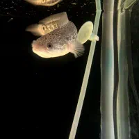 ماهی چانا اسیاتیک|ماهی|قدس, شهرقدس|دیوار