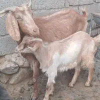 یک عدد بز بزغاله شیرده