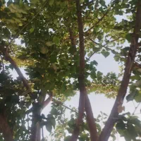 خانه اجاره ای نوساز حیاط دار منجرمویی 100رهن4کرایه