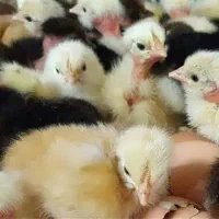 جوجه گردن گلابی و 100 درصد کاکلی محلی