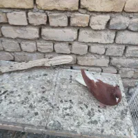 دم سفید ماده جوجه کله زرد|پرنده|مشهد, نیروی هوایی|دیوار