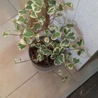 گل های زیبا