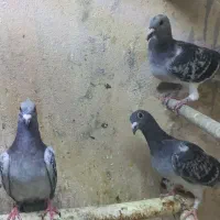 کبوتر