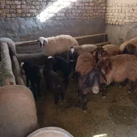 میش|حیوانات مزرعه|معصومیه, |دیوار