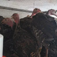 نیمچه بوقلمون برنز...