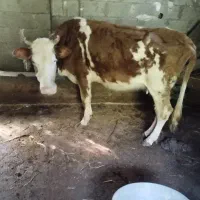 گاو هولیشناین جوان آماده