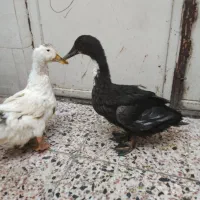 اردک نر مشکی سینه سفیدذیا چموش زبل بالغ کم صدا