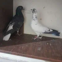 کفتر خوب|پرنده|مشکین‌دشت, |دیوار