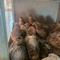 بلدرچین تخمگذار