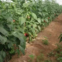 فروش-یک-هکتار-گلخانه-شوشتر-روبه-روی-شهرک-شرافت