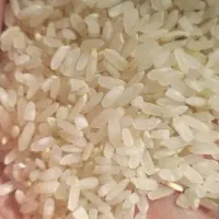 برنج کامفیروزی اصل به شرط پخت|خوردنی و آشامیدنی|شیراز, شریف‌آباد|دیوار