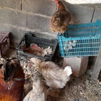 مرغ تخم گزار