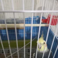 عروس هلندی|پرنده|تهران, سبلان (لشگر)|دیوار