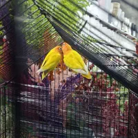 طوطی برزیلی پابلو و فیشر طلایی|پرنده|اسلامشهر, شهرک قائمیه|دیوار