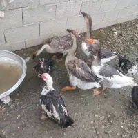 غاز بزرگ نر ،ماده