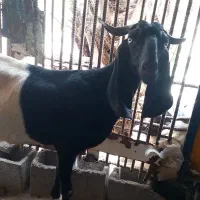 کهره پاکستانی