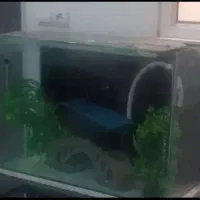 اکواریوم|ماهی|اسلام‌شهر, شهرک واوان|دیوار