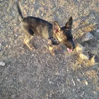 سگ ژرمن|سگ|زنجان, |دیوار