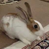 خرگوش