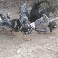 تعدادی جوجه خروس و نیمچه مرغ گلین  آماده برکت