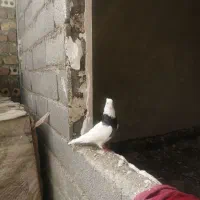 کفترجفتگاه