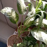 گل اپارتمانی|گل و گیاه طبیعی|پاکدشت, پاکدشت (مامازند)|دیوار