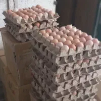 فروش عمده تخم مرغ محلی گلپایگان
