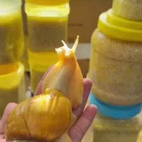 پرورش حلزون