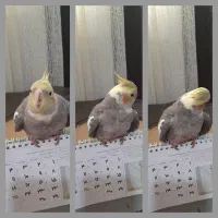 گمشده