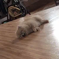 پامر خرسی ۶ ماهه|سگ|تهران, زعفرانیه|دیوار