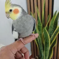 عروس هلندی سخنگو دستی