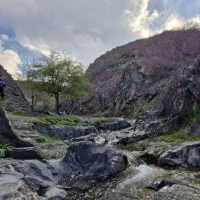 توانیم  روزه ارغوان دره طرقبه ۱۱ اردیبهشت