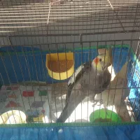 فروش عروس هلندی|پرنده|صومعه‌سرا, |دیوار