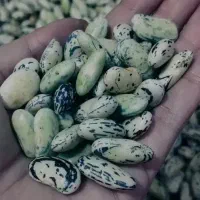 ارگانیک . هرچی بخوای از غاز تاپیاز|خوردنی و آشامیدنی|رشت, احمد گوراب|دیوار