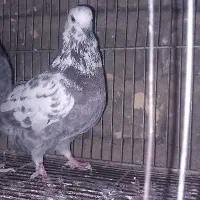 کبوترنقش وپرشی|پرنده|ساوه, |دیوار