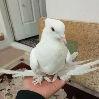 کبوتر پاپر