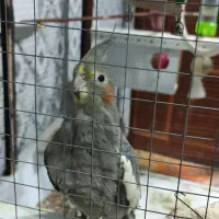 عروس هلندی|پرنده|دوگنبدان, |دیوار