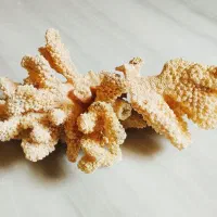 مرجان شاخ گوزنی|ماهی|سرپل ذهاب, |دیوار