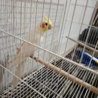 عروس هلندی