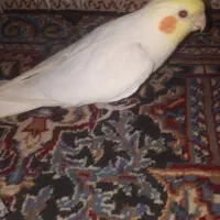 طوطی عروس سخنگو|پرنده|رفسنجان, |دیوار