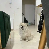 واگذاری پامر|سگ|پرند, فاز ۶|دیوار