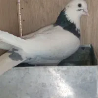 یک کبوتر نر مست