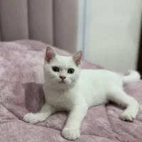 دو توله گربه فول بریتیش