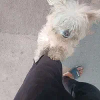 سگ اشپیتز نر شناسنامه دار