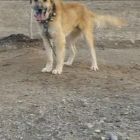 سگ افغان|سگ|مشهد, فلسطین|دیوار